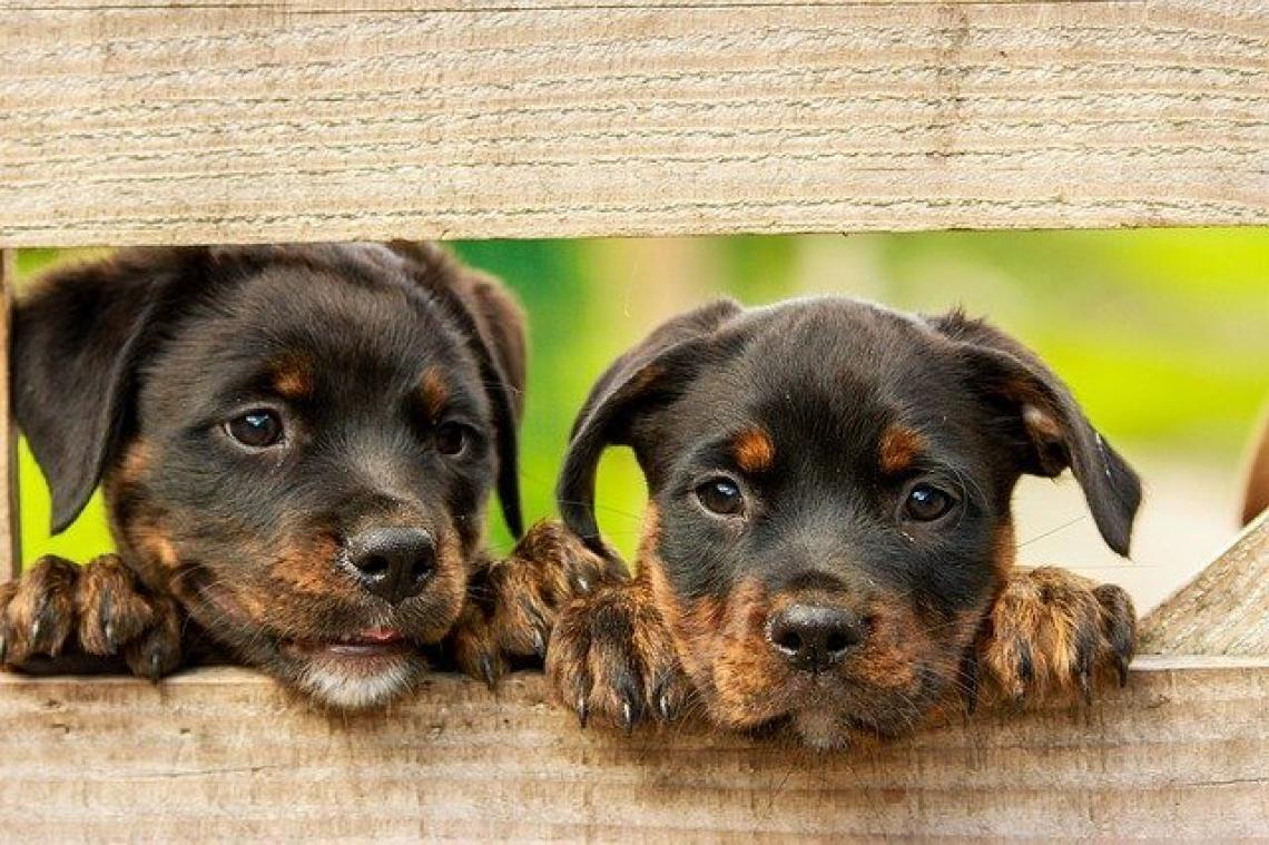 Dit is waarom natte honden zo erg stinken