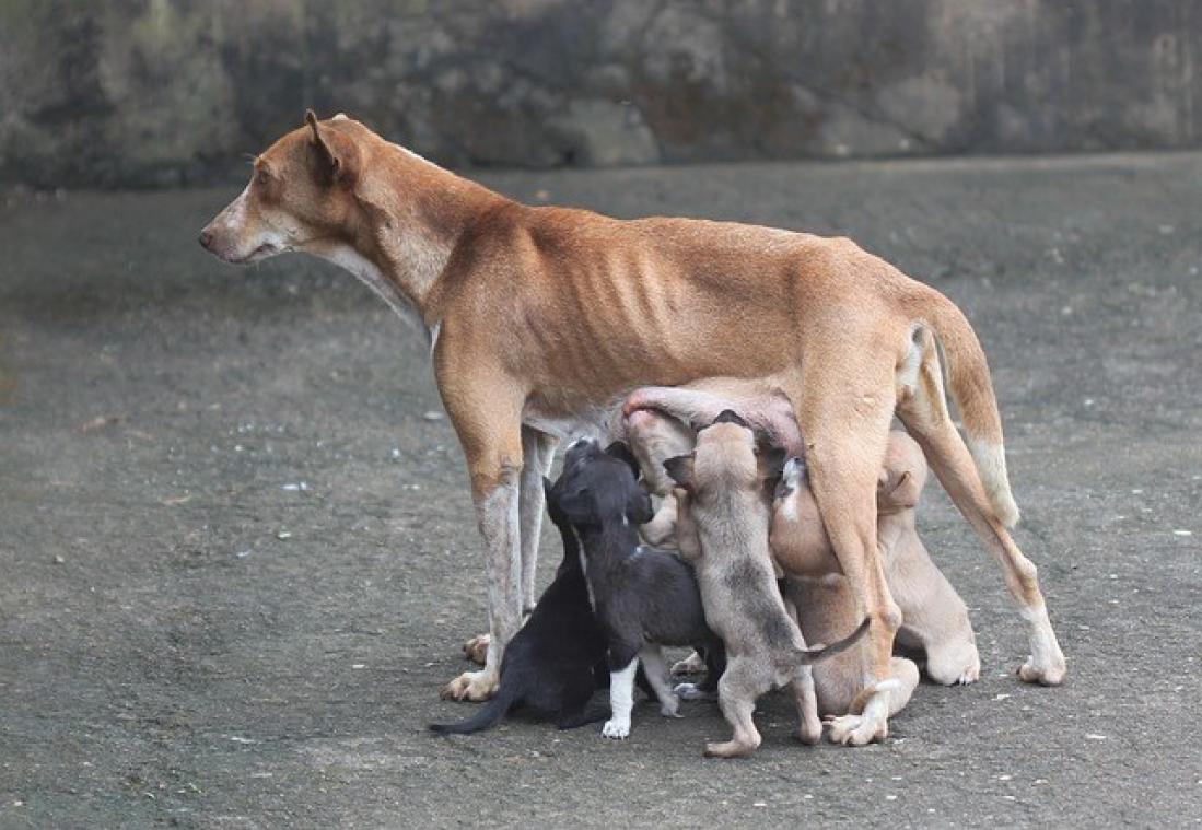 Zijn zoogdieren ook misselijk tijdens de zwangerschap?