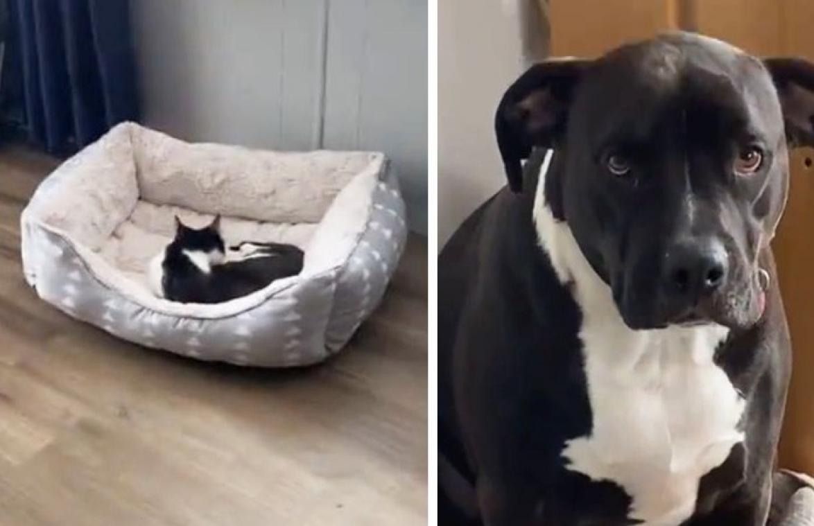 HILARISCH! Kitten palmt mand van hond in. De reactie van de hond? Tja... (video)