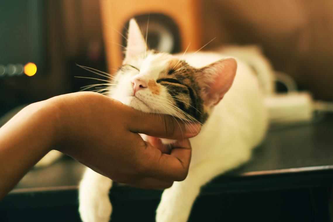 Nederlandse vrouw vindt vermiste kat na acht jaar terug: "Maar hij kon niet mee naar huis"