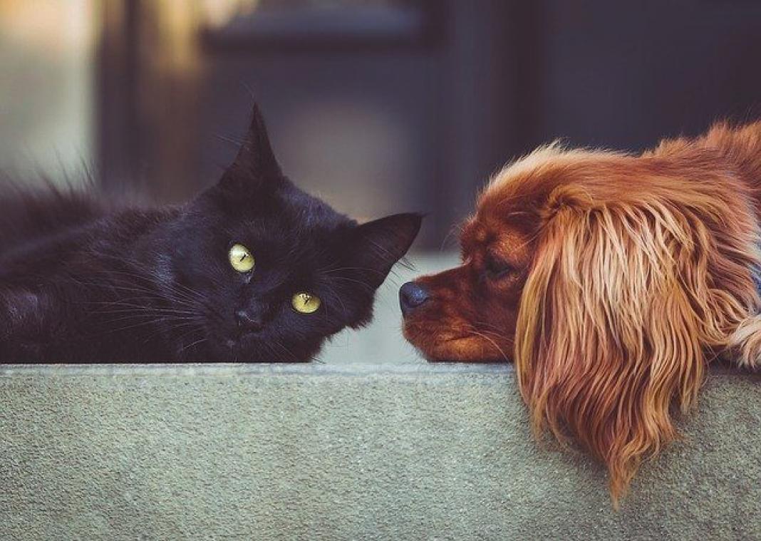 Wat zit er eigenlijk in dierenvoedsel?