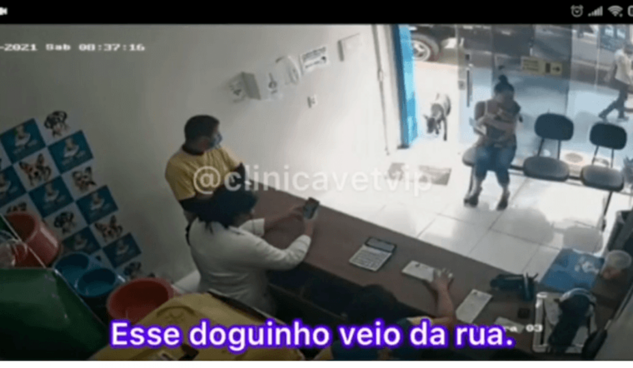 WOW. Zieke zwerfhond strompelt dierenkliniek binnen op zoek naar hulp (video)
