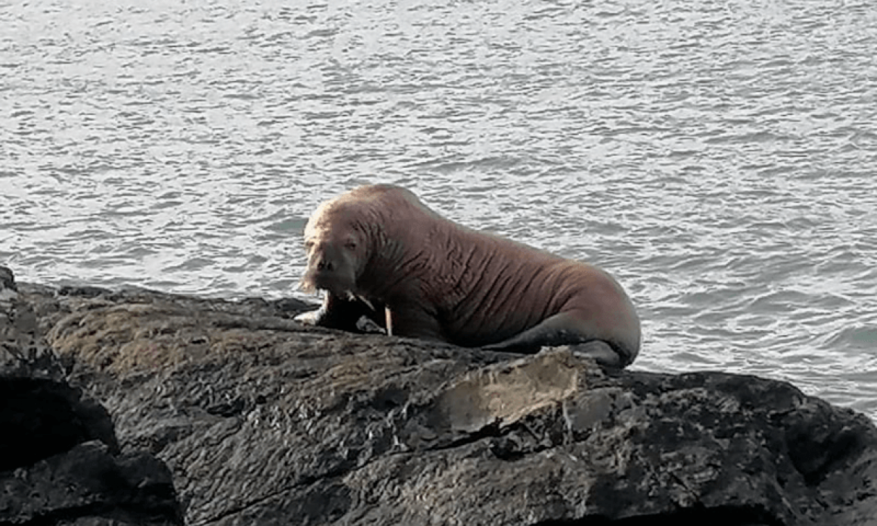 Gigantische walrus maakt uitzonderlijke verschijning in Ierland: "Mogelijk in slaap gevallen op drijvende ijsschots" (video)