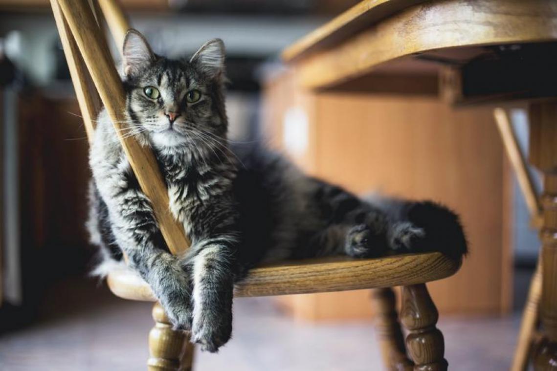 Dit Japanse merk verkoopt mini-meubels voor je kat