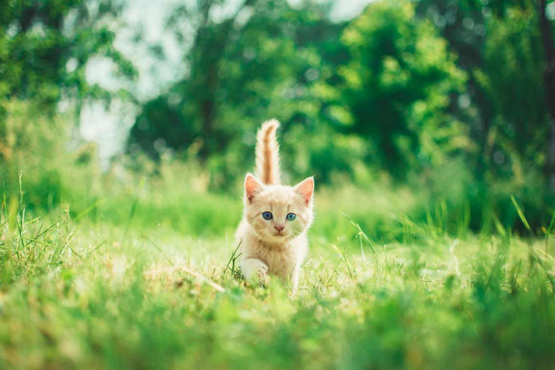 LIEF! 'Cat Cam' bezorgt je een dosis kattenliefde wanneer je maar wil