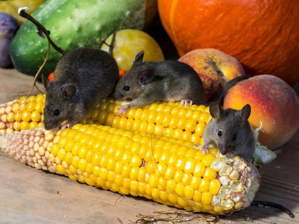 Australië wordt gekweld door DEZE bizarre plaag