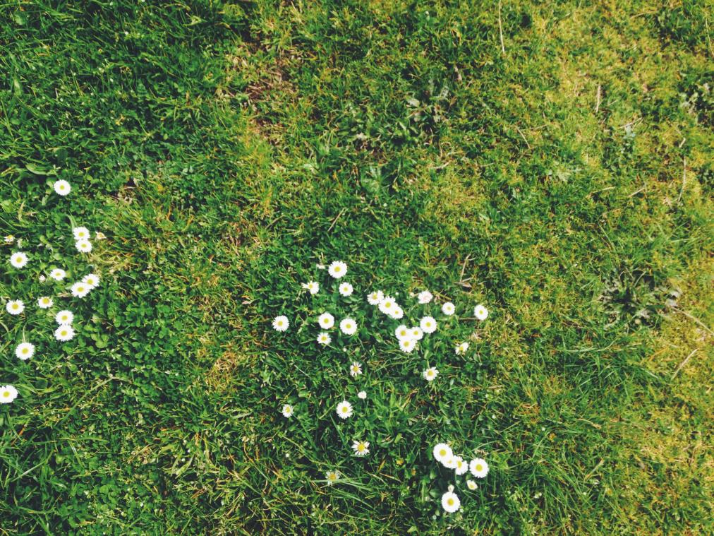 ByeByeGrass roept op gazon tot 1 mei niet te maaien