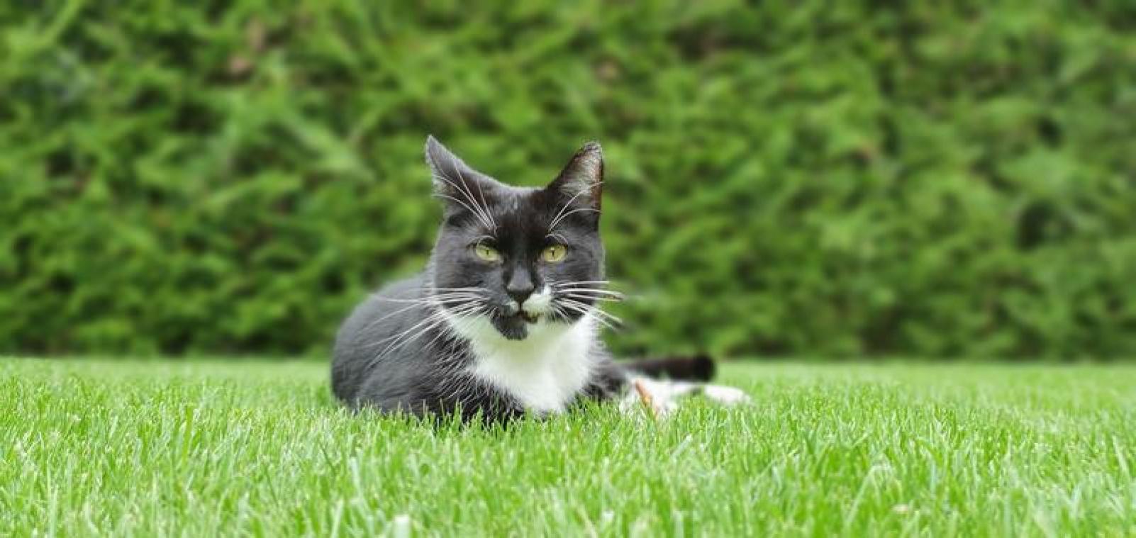 Zo maak je jouw tuin katvriendelijk