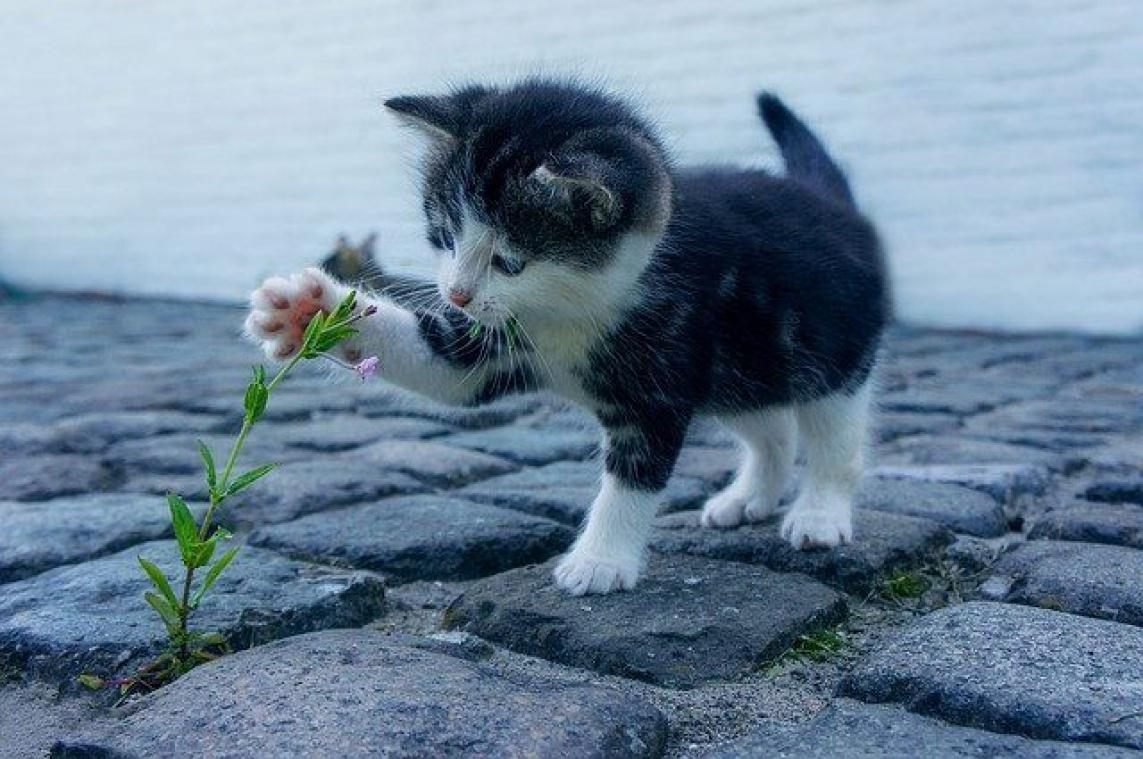 AHA. Daarom is jouw kat verslaafd aan kattenkruid