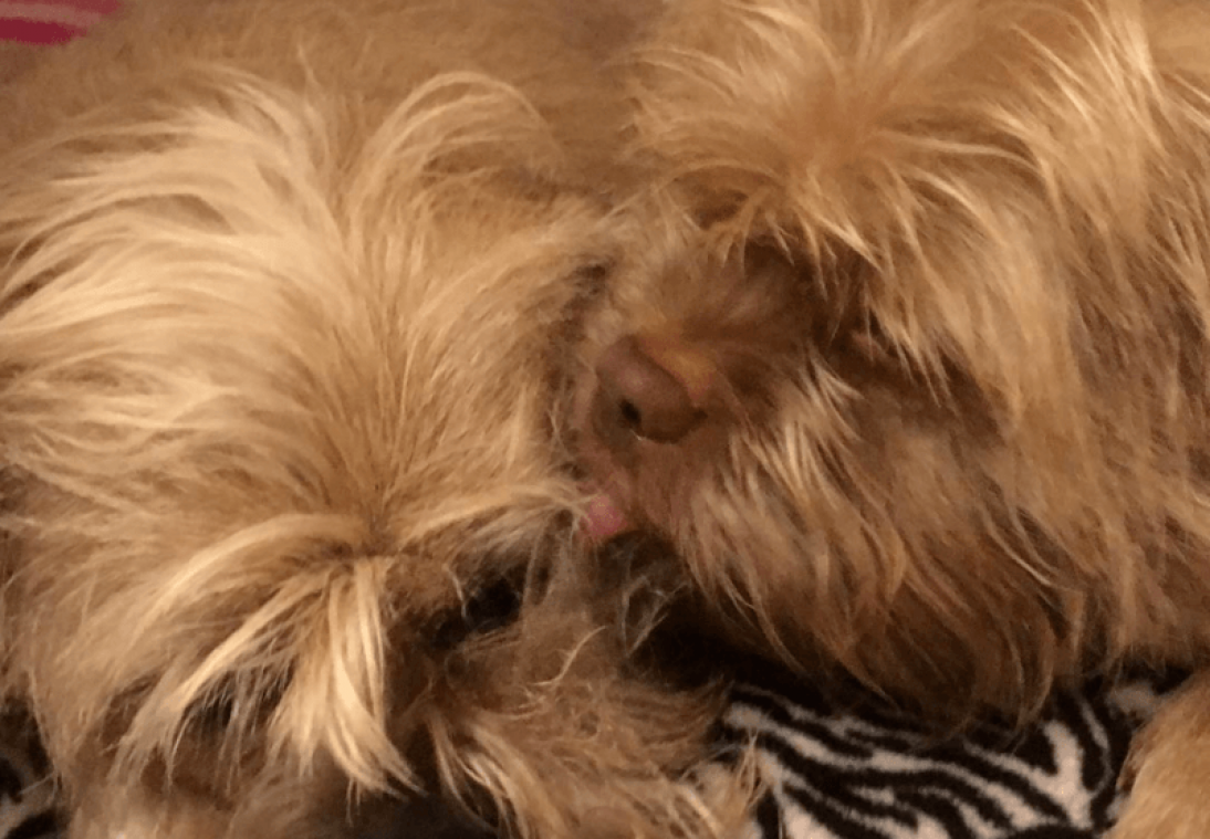 Hondje met "menselijk" gezicht zorgt voor verwarring: "Omg, het lijkt mijn oma wel" (foto's)