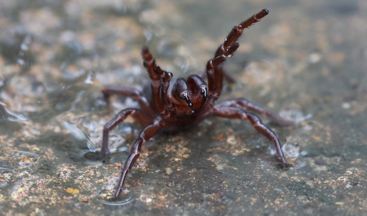 WTF. Duizenden levensgevaarlijke spinnen overspoelen Australië na overstromingen (video)