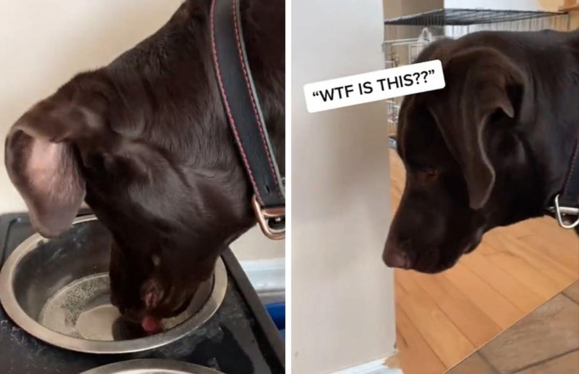 Hond krijgt voor het eerst bruiswater voorgeschoteld. Zijn reactie? HILARISCH! (video)