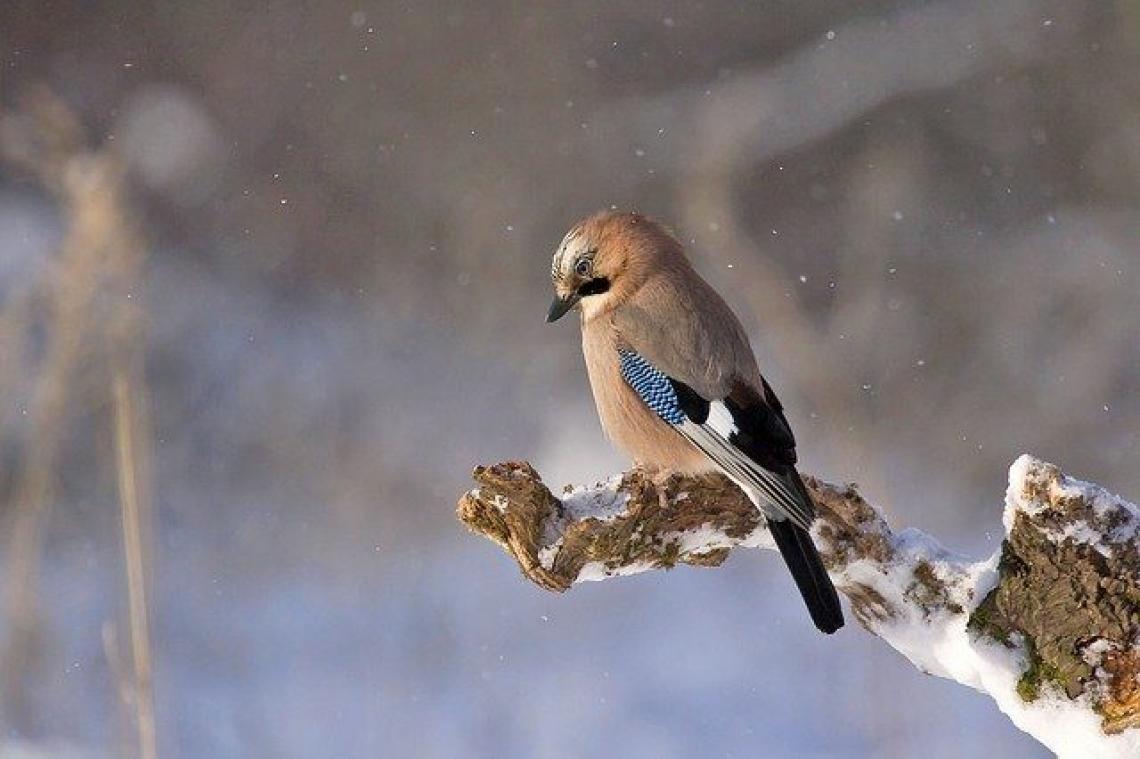 AHA. Daarom bevriezen de pootjes van vogels niet in de winter