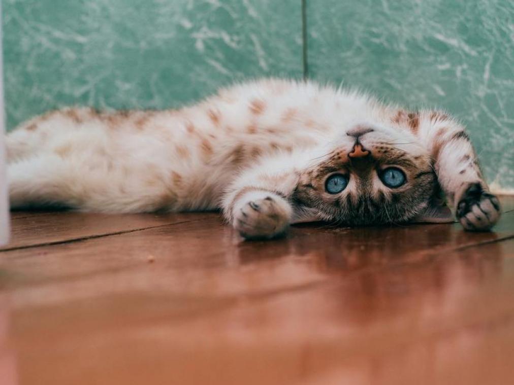 Dit zijn de leukste apps voor jou én voor je kat
