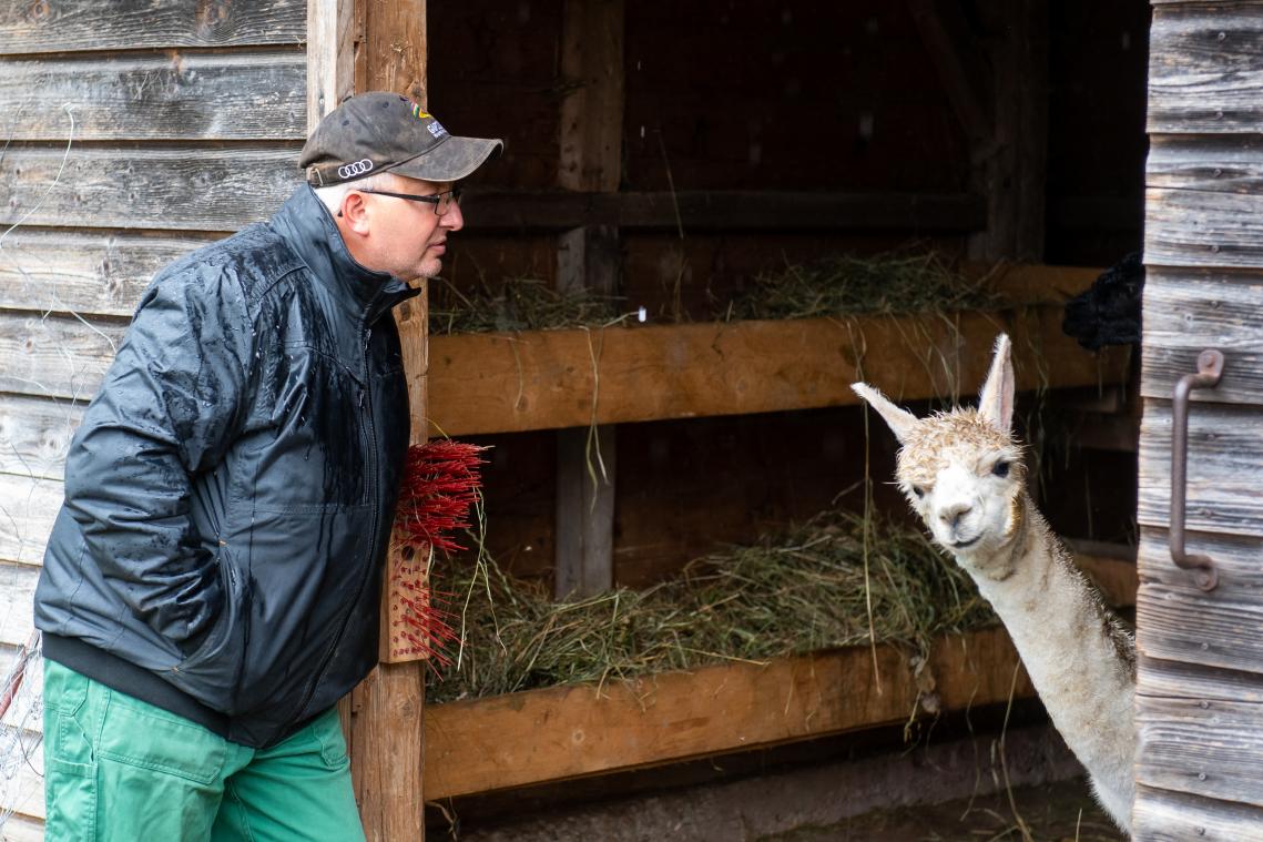 Dit exotische dier maakt  opmars in België: "Zien er aaibaar uit, maar houden niet van knuffelen"