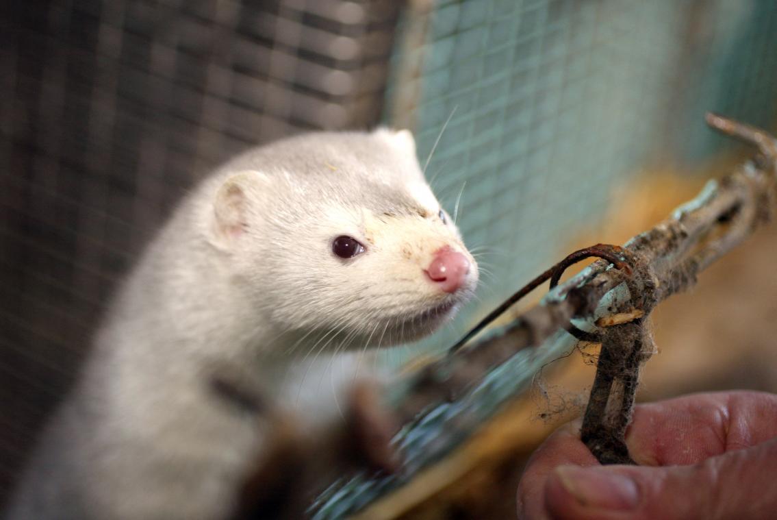 Dit land keurt het eerste coronavaccin voor dieren goed