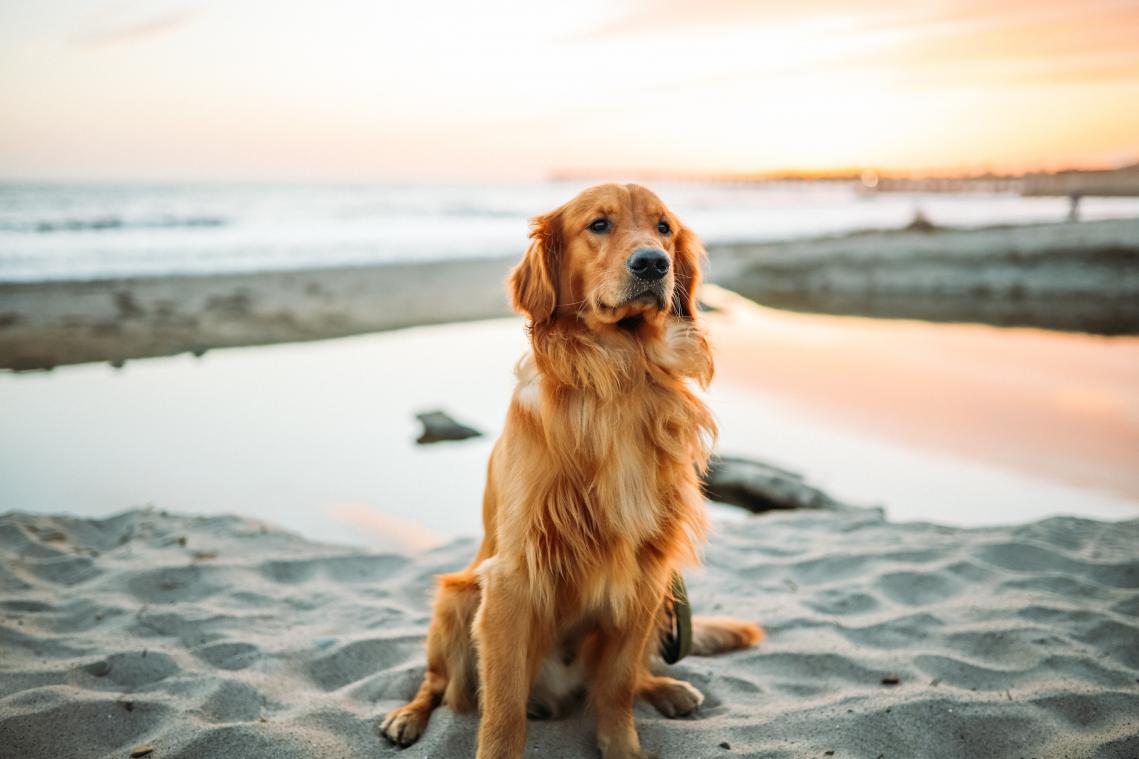 Dit verandert er binnenkort als je hond of kat verloren loopt