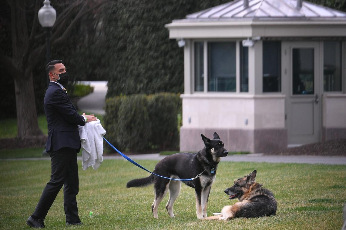 Dit is het lot van de 'bijthond' van president Biden