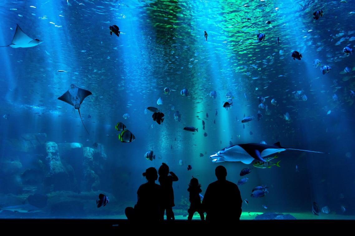 BIZAR. Deze dieren in Amerikaans aquarium hebben corona