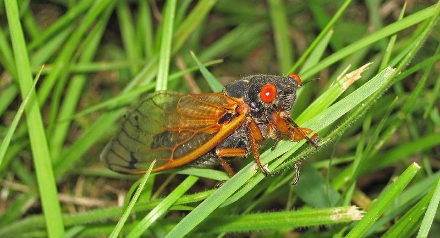 BIZAR. Dit luide natuurverschijnsel doet zich voor het eerst in zeventien jaar voor