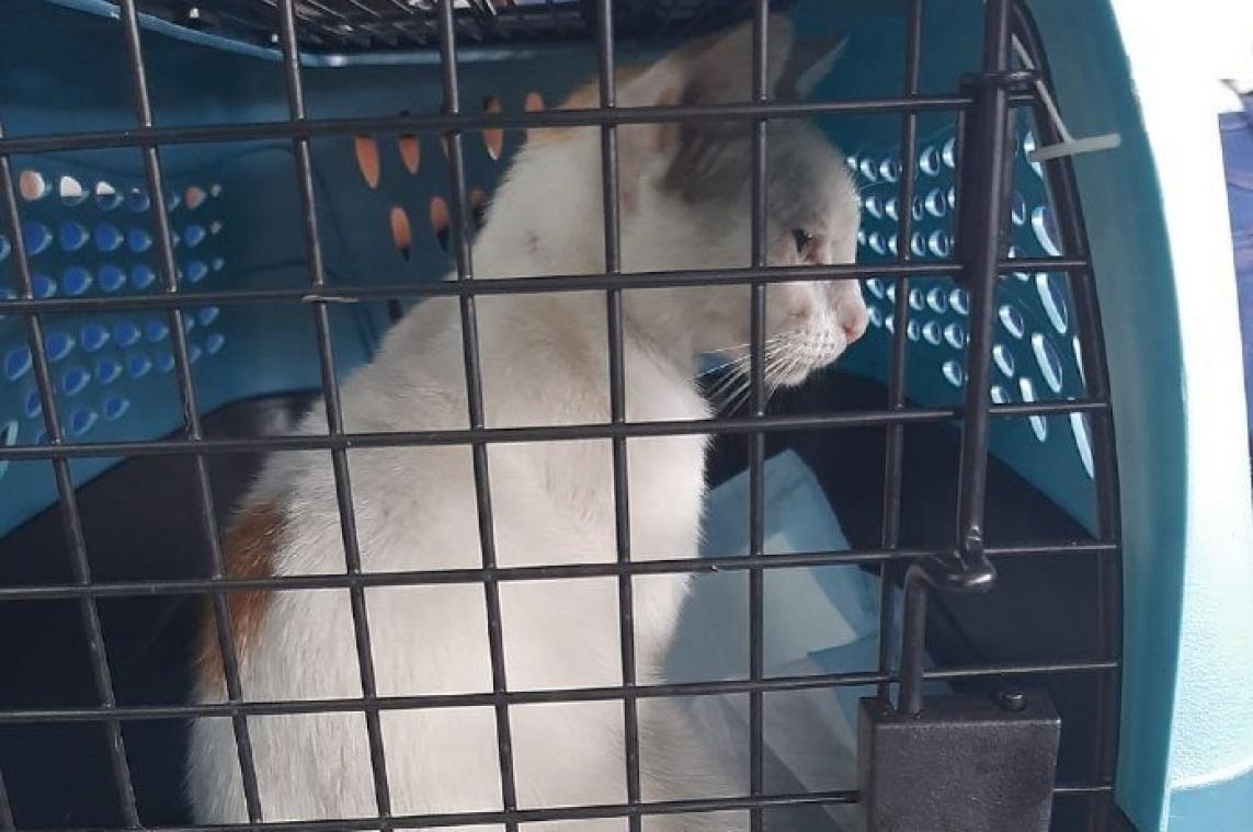 BIZAR. Kat op heterdaad betrapt tijdens drugssmokkel
