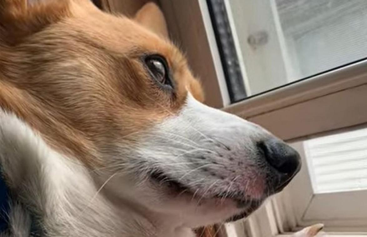 Hond hoort voor het eerst sirene. Zijn reactie is echt té SCHATTIG! (video)