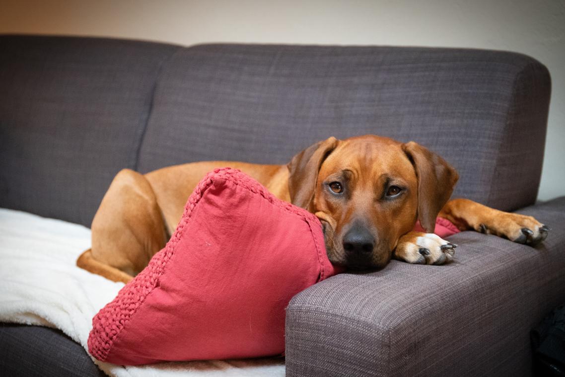 ERG! Hondje de rest van haar leven blind na vergiftiging: "Hartverscheurend"