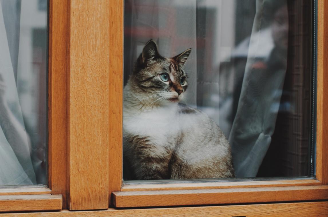 Wetenschapper pleit voor 'avondklok voor katten'