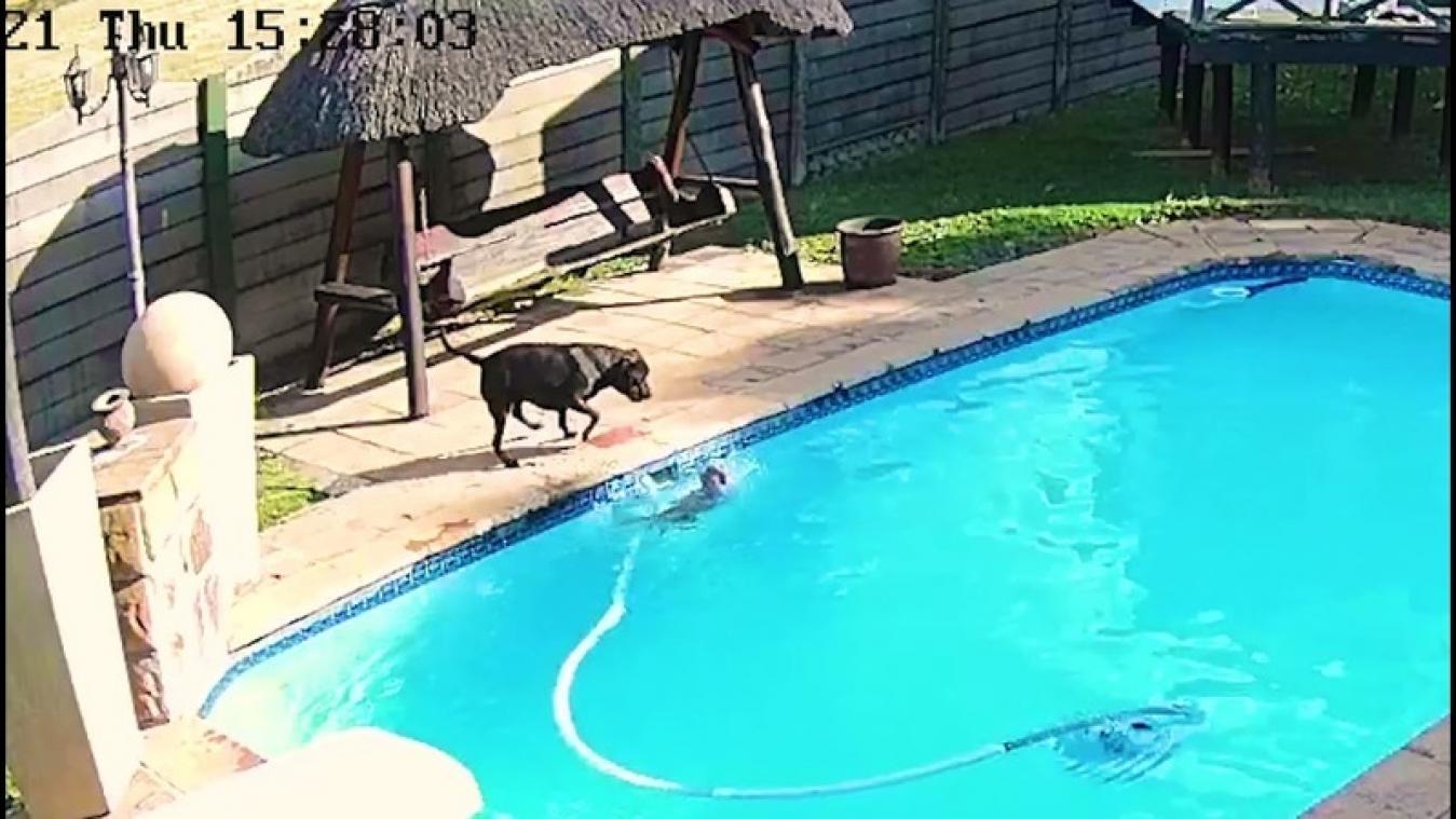 ONTROEREND. Hondje valt in zwembad, andere viervoeter is redder in nood (video)