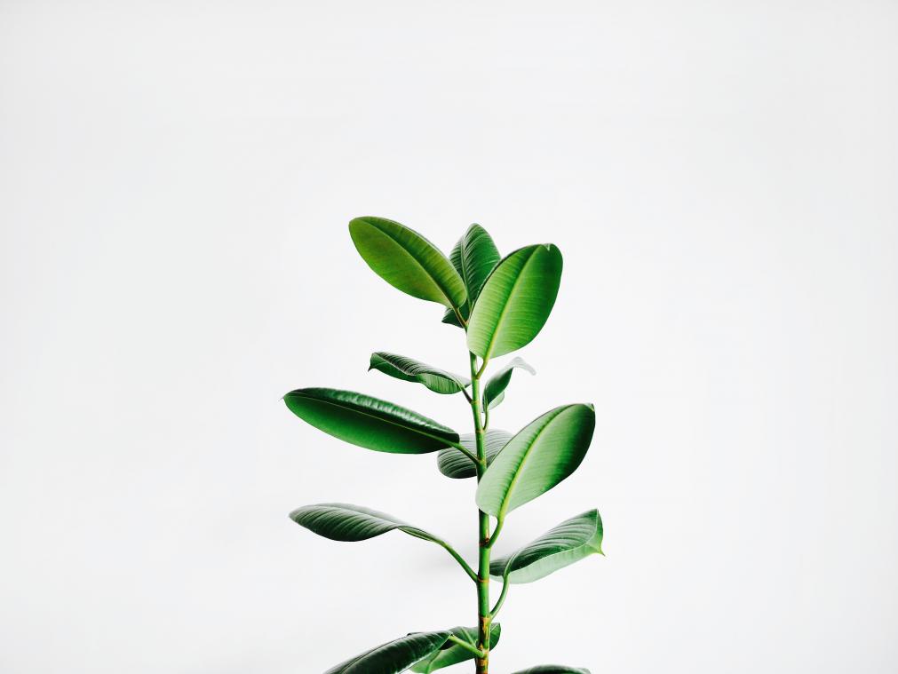BIZAR. Studenten ontwerpen bijzondere plant die zorgt voor gezondere klaslokalen