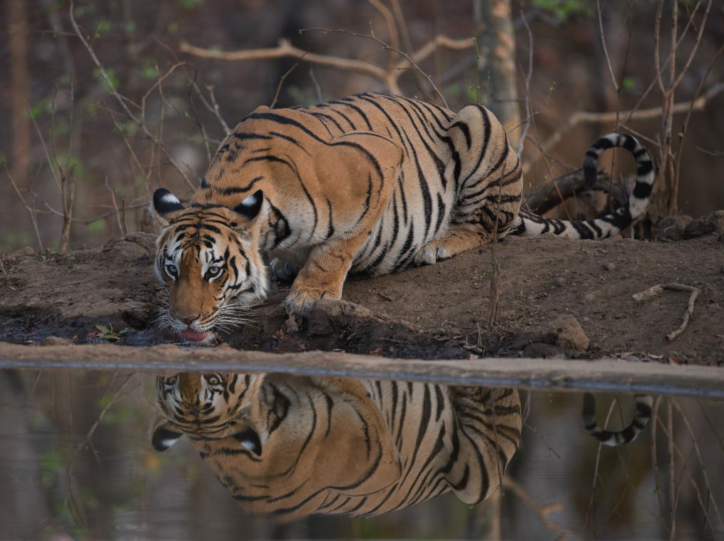 WOW. Siberische tijger zaait angst in Chinees dorp