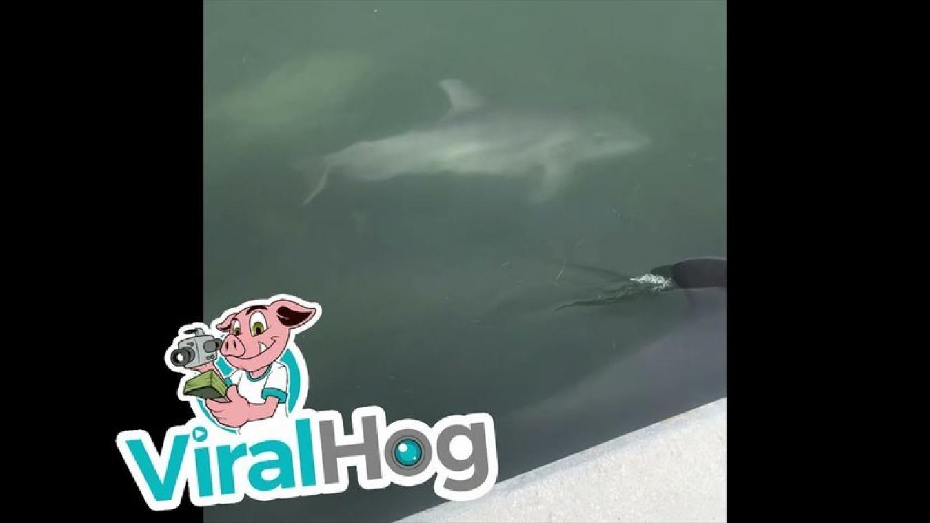 Extreem zeldzaam albinokalfje van dolfijn gespot voor kust van Florida (video)