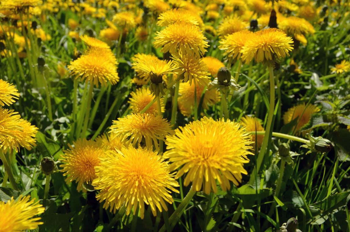 RECEPT. Zo gebruik je al die paardenbloemen in je tuin