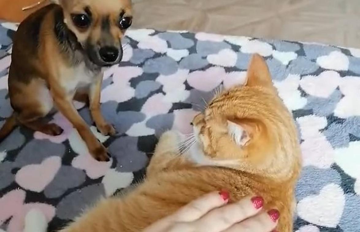 Jaloers hondje wil niet dat baasje kat aait en uit zijn ongenoegen op DEZE manier (video)