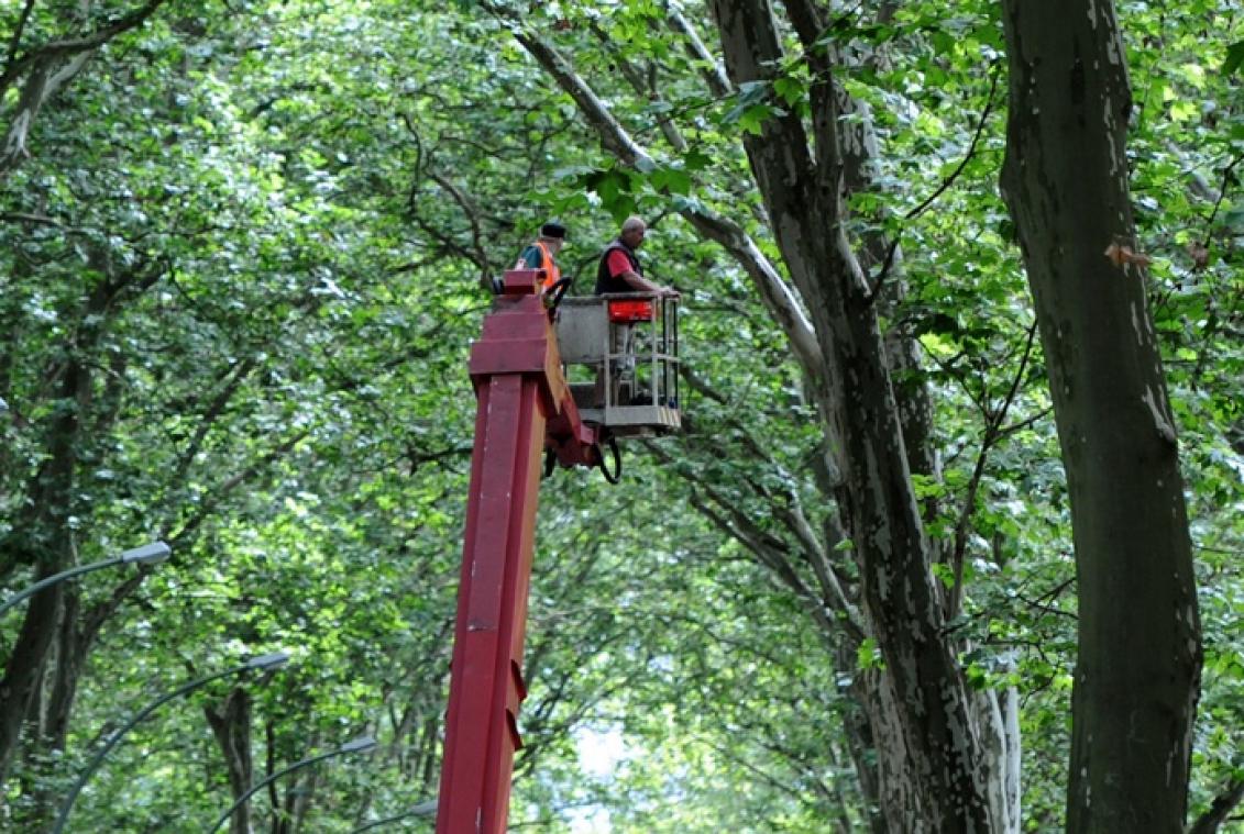 Boomverzorging: een mix van denkwerk, actie en natuurpracht
