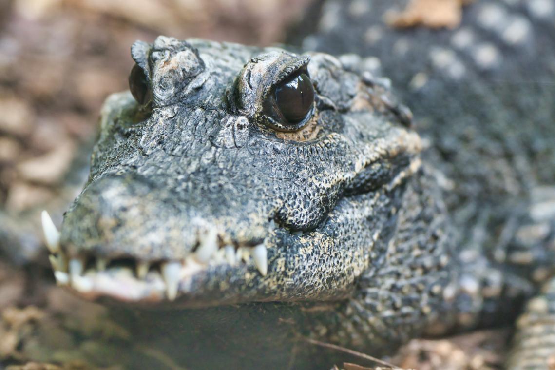 Dierenbescherming rukt uit voor  grote 'alligator', maar lacht zich een breuk bij aankomst (foto)
