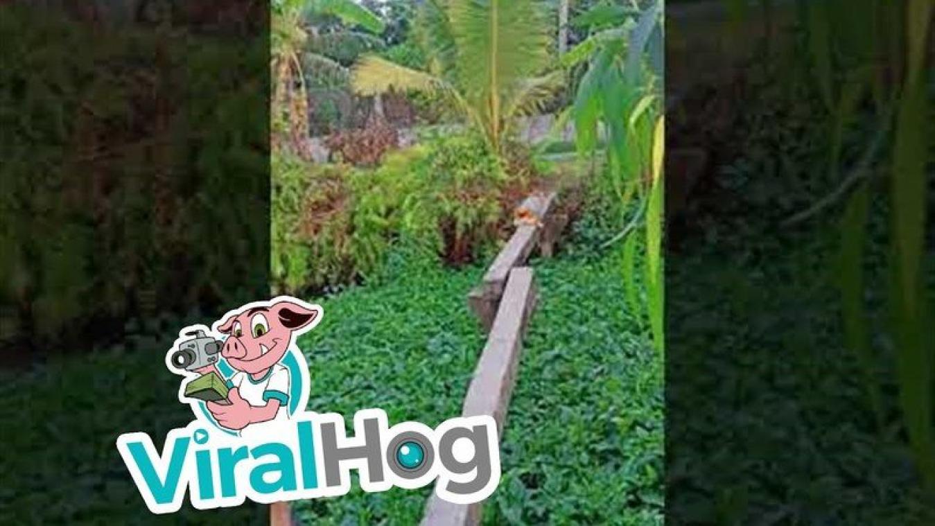 CUTE. Smalle brug houdt deze corgi niet tegen (video)