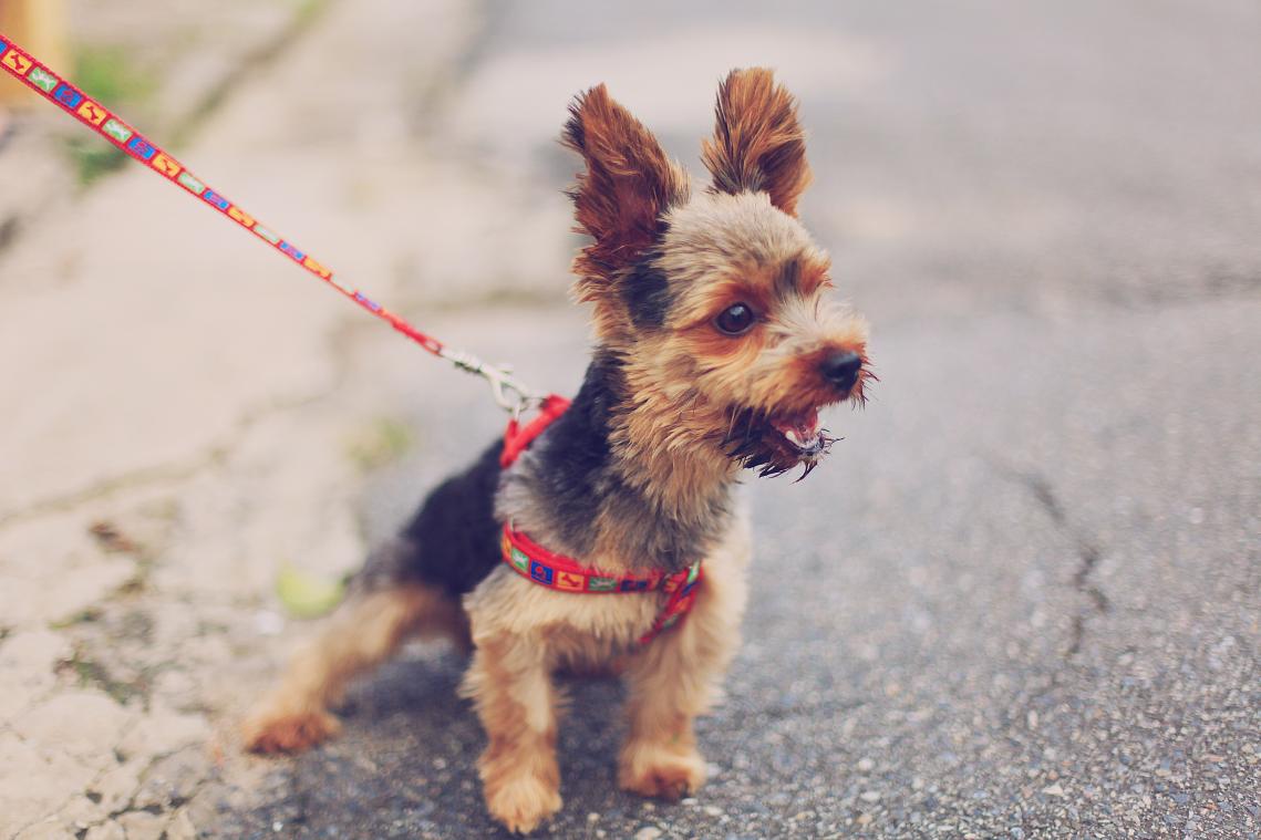 Zijn kleine honden agressiever dan grote? Dit zegt de wetenschap