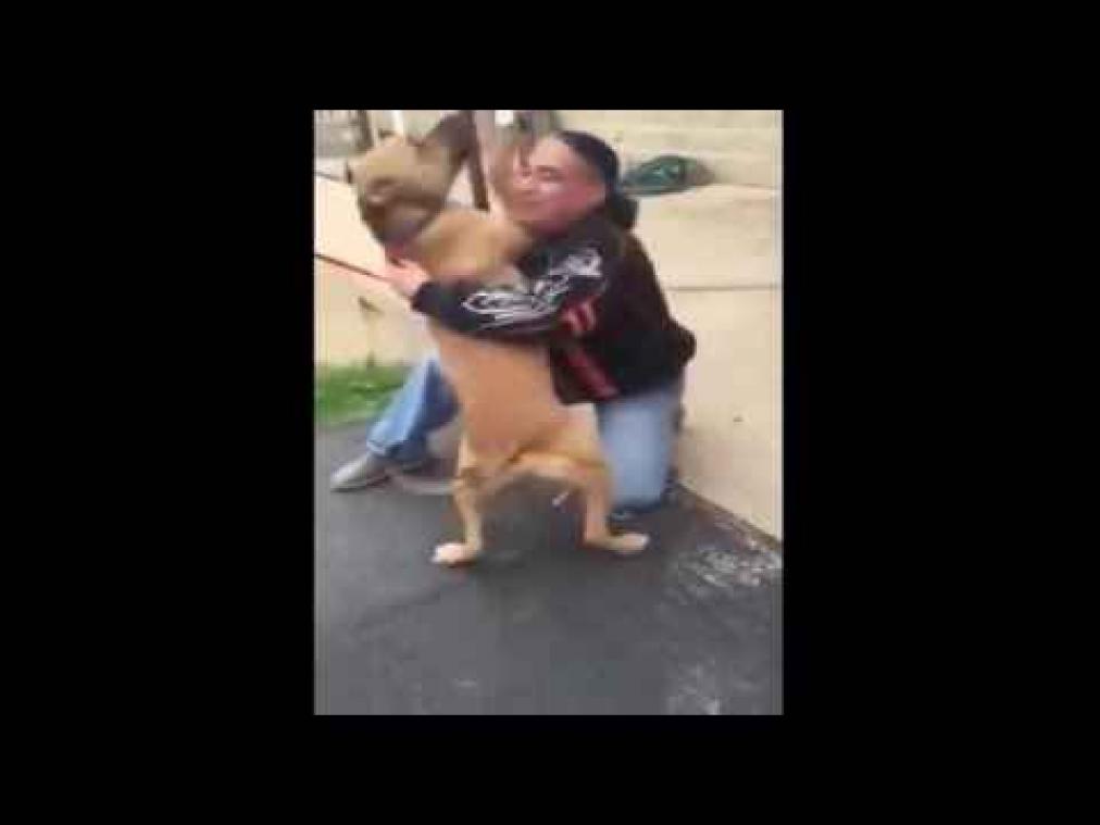 Man vindt gestolen hond terug na twee jaar