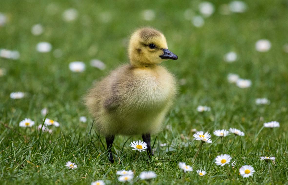 SCHATTIG! Vrouw broedt dankzij TikTok een eendje uit een supermarktei