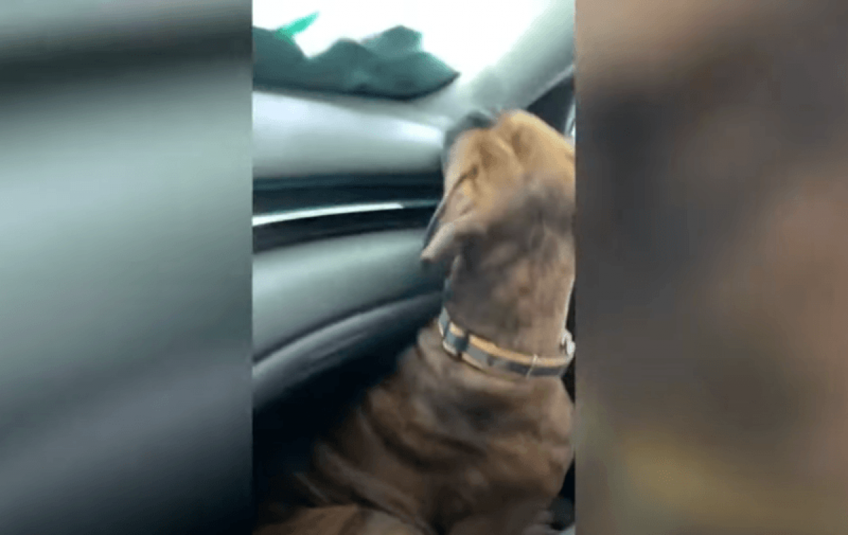 Hond gaat voor de eerste keer in carwash. Zijn reactie? "Zielig maar hilarisch" (video)