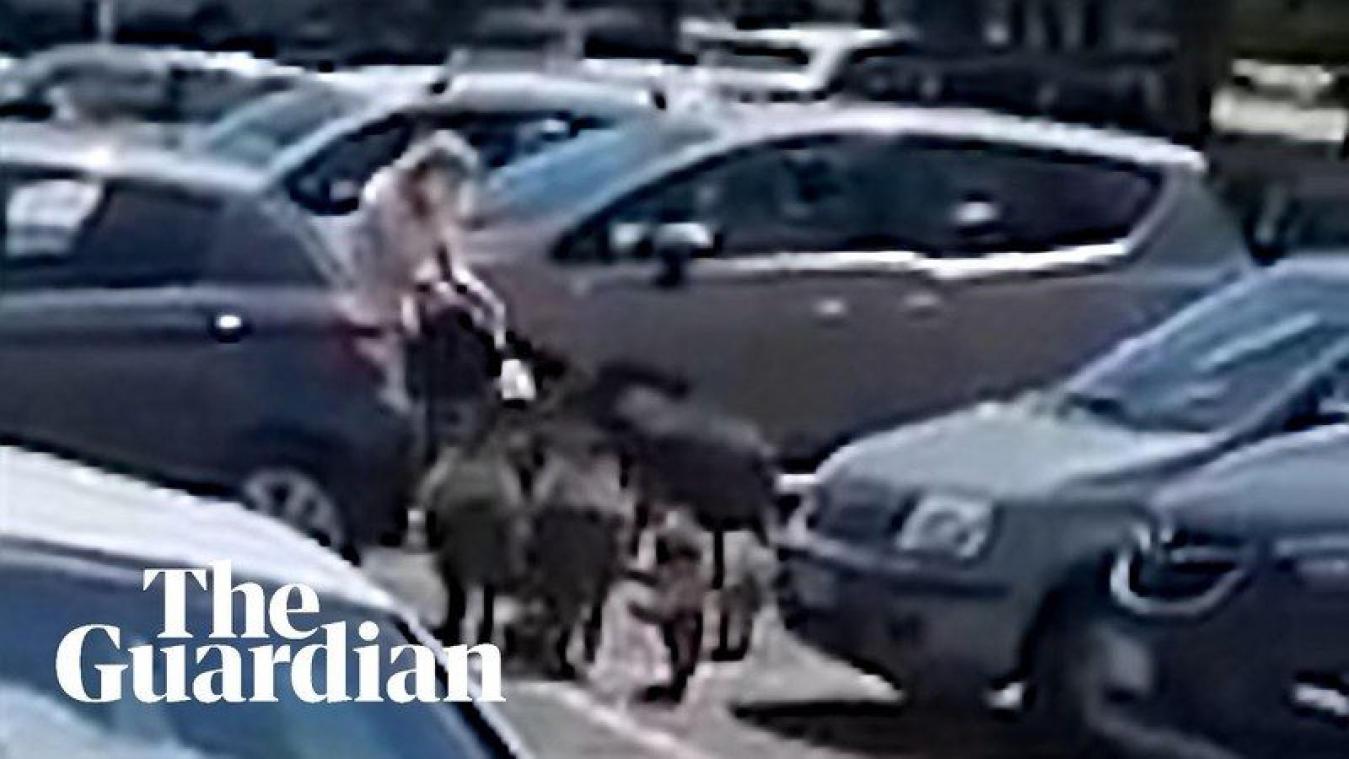WOW. Deze dieren overvallen Italiaanse vrouw (video)