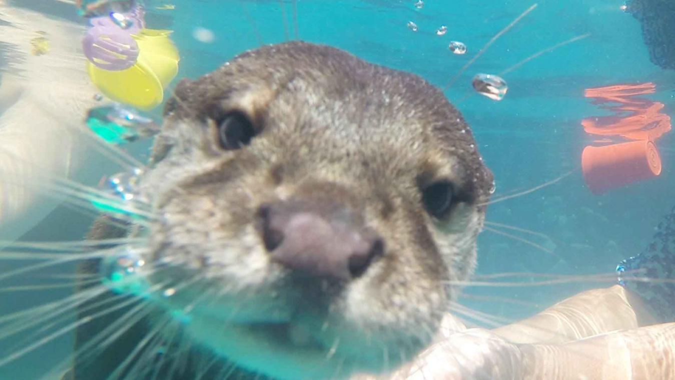 Mensen zwemmen voor de eerste keer met otters