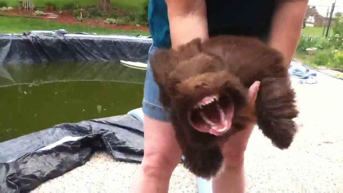 Zo verandert een schattig hondje in een eng monster