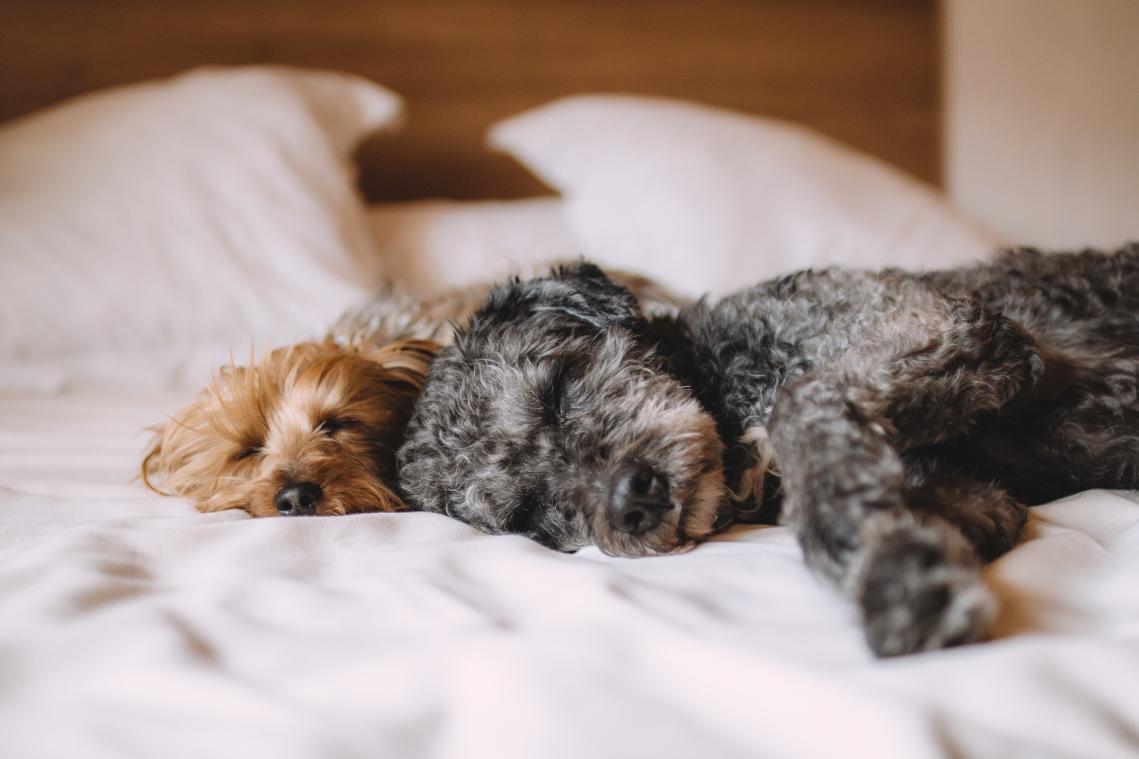 Daarom kruip je beter niet in bed met je huisdier