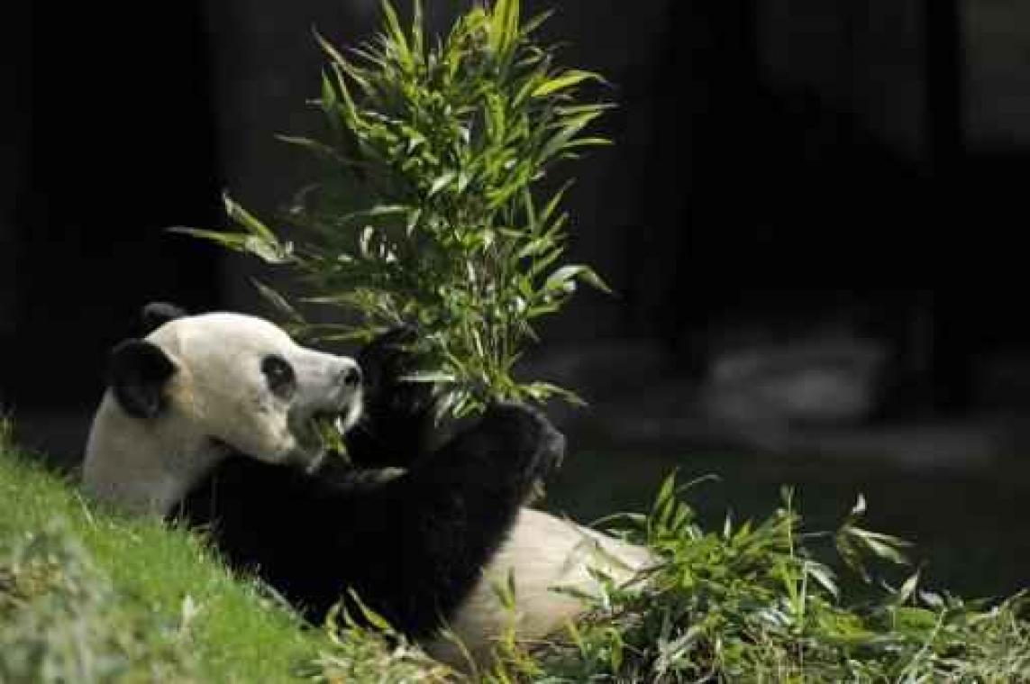 Tekenen van zwangerschap bij reuzenpanda in Pairi Daiza