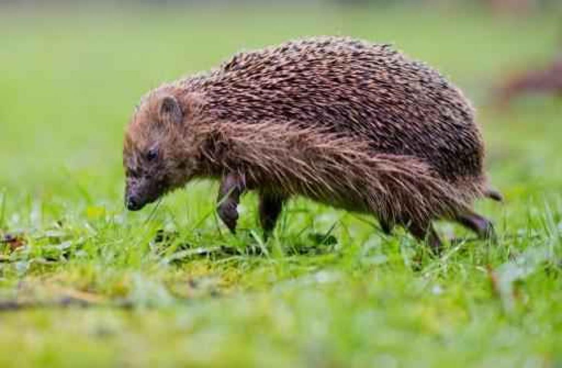 Eerste egel van Vlaanderen uitgerust met een zendertje