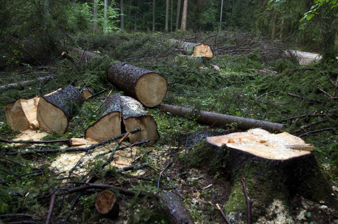 Laatste oerbos van Europa is bedreigd