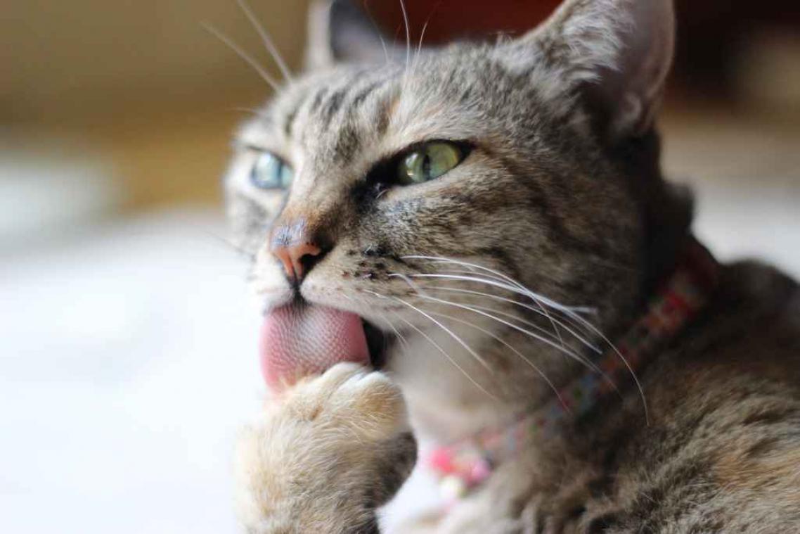 Met dit kattenspeeltje kan je eindelijk je kat teruglikken