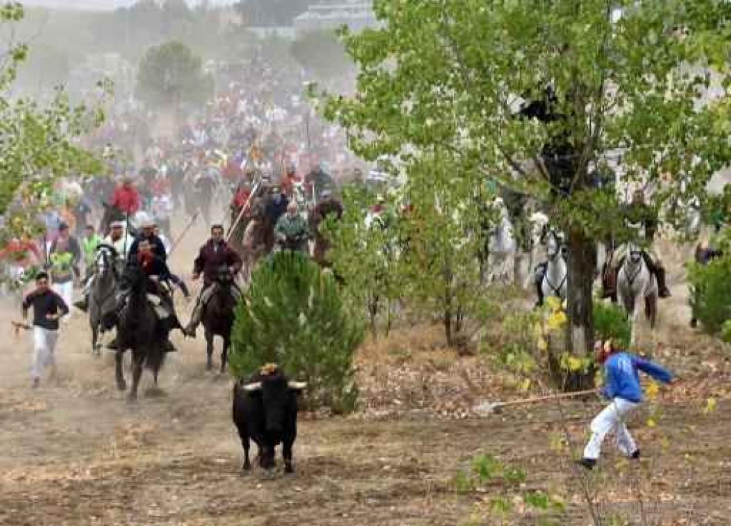 Eeuwenoud ritueel na protest van dierenrechtenactivisten in Spanje verboden